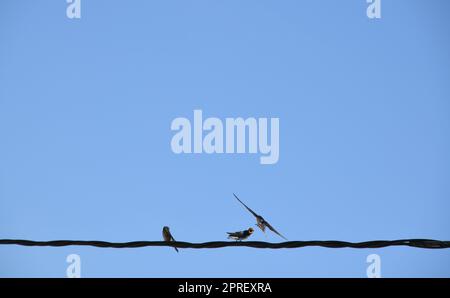 Scuola di rondini: Strappare insetti in volo e poi darli da mangiare alle giovani rondini, provincia di Alicante, Costa Blanca, Spagna Foto Stock