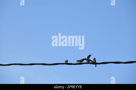 Scuola di rondini: Strappare insetti in volo e poi darli da mangiare alle giovani rondini, provincia di Alicante, Costa Blanca, Spagna Foto Stock