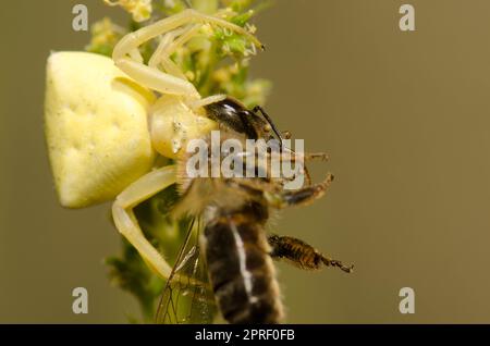 Ragno di granchio Thomisus onustus con un'ape occidentale API mellifera. Pajonales. Riserva Inagua. Tejeda. Gran Canaria. Isole Canarie. Spagna. Foto Stock