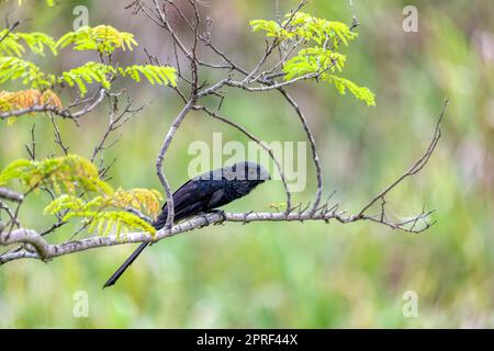 Bird, ani a gola (Crotophaga sulcirostris), Guanacaste Costa Rica Foto Stock