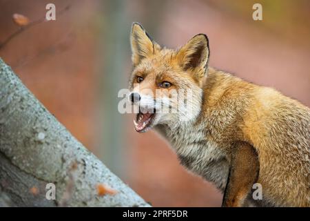 Volpe rossa a bocca aperta nella foresta in autunno natura Foto Stock