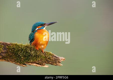 Martin pescatore comune con piume vivide seduto su un ramo coperto di muschio verde Foto Stock