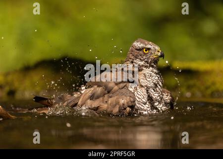 Bagnanti sparrowwak eurasiatici che spruzzano acqua intorno in uno stagno Foto Stock