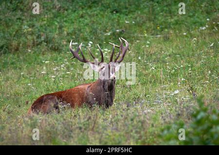 Cervo rosso sdraiato su un prato e ruggito nella stagione di rutting Foto Stock