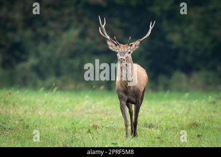 Cervo rosso che cammina su un prato con erba verde in autunno dalla vista frontale Foto Stock