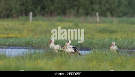 Gruppo di cicogna bianca (Ciconia ciconia) in prato Foto Stock