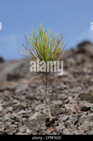 Sparo di Canary Island Pine Pinus canariensis. Riserva Naturale integrale di Inagua. Gran Canaria. Isole Canarie. Spagna. Foto Stock
