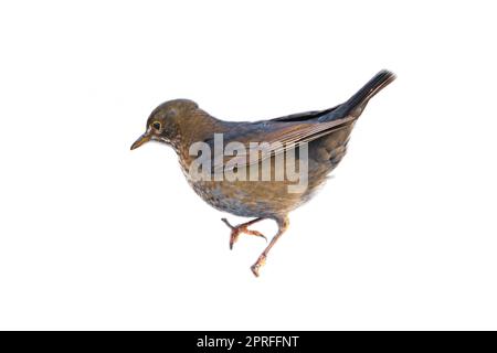 Uccello thrush corto. Per utilizzare la composizione. Animale isolato. Piume marroni. Foto di animali Foto Stock