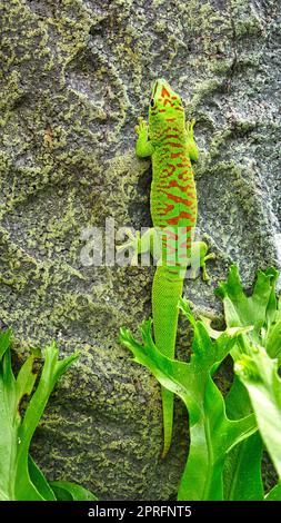 il geko verde smeraldo è un bellissimo predatore tepido. Caccia gli insetti. Foto Stock