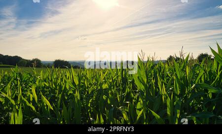 vista sul campo di grano nella valle. scoperto in saarland Foto Stock