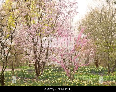 Fiori di ciliegio a Berlino. In primavera, i ciliegi fioriscono in pieno splendore. Foto Stock