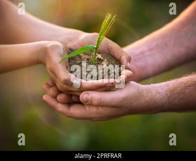 Abbiamo tutti una mano nel nostro futuro pianeti: Due persone non identificabili che tengono un piccolo semenzante nelle loro mani mentre si trovano fuori. Foto Stock