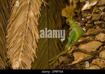 Pappagallo femminile con anelli di rosa. Foto Stock
