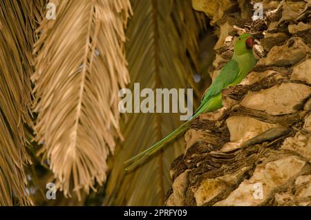 Pappagallo femminile con anelli di rosa. Foto Stock