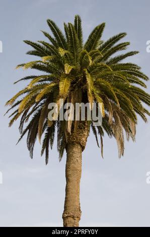 Palma da dattero delle Isole Canarie. Foto Stock