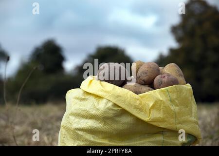Patate appena scavate in sacchetto, vista ad angolo basso, raccolta e coltivazione di alimenti Foto Stock