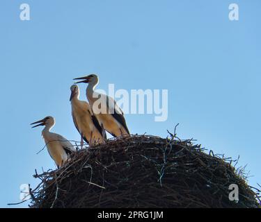 Tre cicogne bianche nel nido su un camino nel Brandeburgo. Ogni anno i genitori vengono qui in primavera per riprodursi. Foto Stock