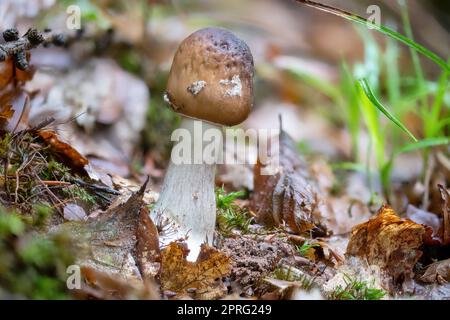 Primo piano di un fungo grisetta tra aghi di pino e muschio Foto Stock