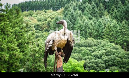 Griffon Vulture sul guanto di falconer pronto a volare da vicino. Colossale uccello grande. L'alimentatore di asso è molto impressionante Foto Stock