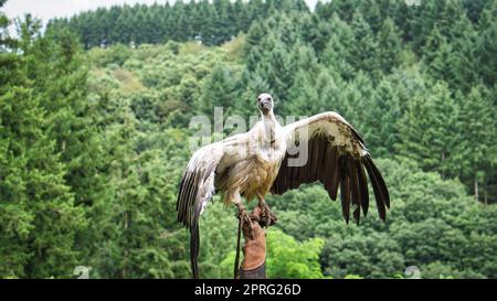 Griffon Vulture sul guanto di falconer pronto a volare da vicino. Colossale uccello grande. L'alimentatore di asso è molto impressionante Foto Stock