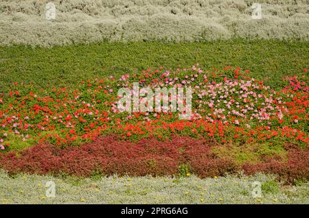 Giardino con pelargonium in fiore con foglie d'edera. Foto Stock