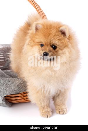 Ritratto di un cucciolo di Spitz Pomeraniano in cesto di vimini su sfondo nero. Foto Stock