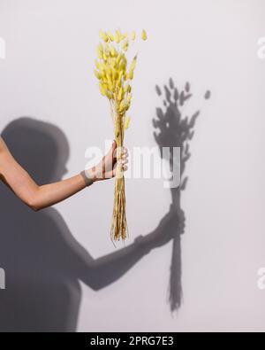 Mazzo di lagurus giallo naturale in mano femminile su sfondo bianco. Foto Stock