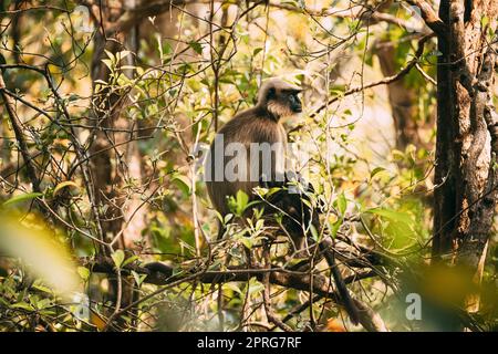 Goa, India. Funny Gray Langur Monkey con Newborn seduta su di Tree Branch. Scimmia con bambino Foto Stock