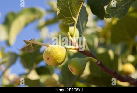 Deliclious giovani fichi verdi con gocce di nettare. Primo piano Foto Stock