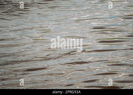 Grass Snake galleggia lungo il fiume. Serpenti su superficie di acqua. Foto Stock