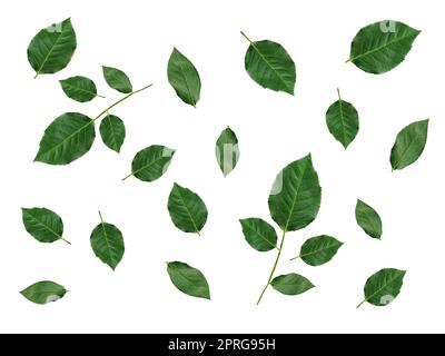 Verde rosa foglie isolate su sfondo bianco. Applicabile per la progettazione di biglietti d'auguri il giorno di San Valentino Foto Stock