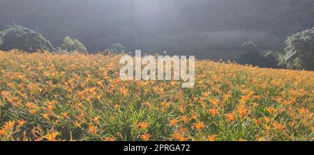 La splendida montagna di fiori diurni della parte orientale di Taiwan Foto Stock