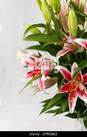Bel grande bouquet di ninfee rosa closeup Foto Stock