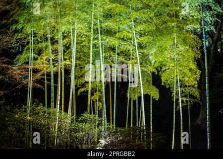 Boschetto di bambù illuminato di Rikugien Foto Stock