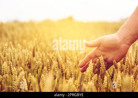 Campo di orecchie di grano Foto Stock