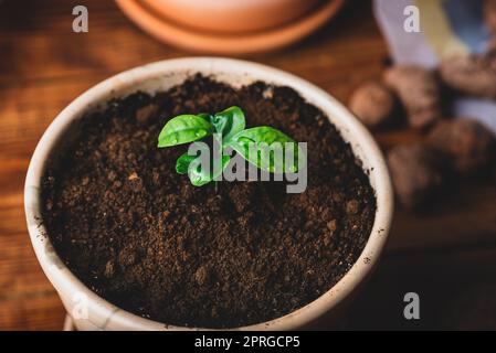 Reputare la giovane pianta di Tangerine in un vaso di ceramica a casa Foto Stock