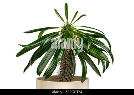 Primo piano di un cactus di palma del Madagascar che cresce in una piantatrice di plastica isolata su uno sfondo bianco. Tracciato di ritaglio. Piante grasse che crescono in Madagascar e in Africa. Macro. Foto Stock