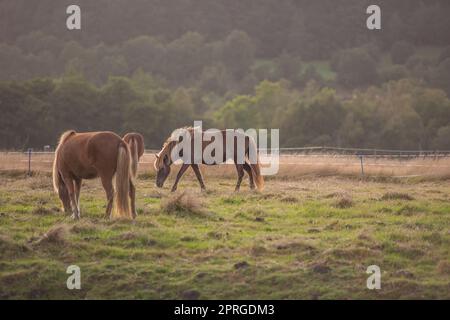 Bel cavallo - meraviglia della natura. Bel cavallo - in ambiente naturale. Foto Stock