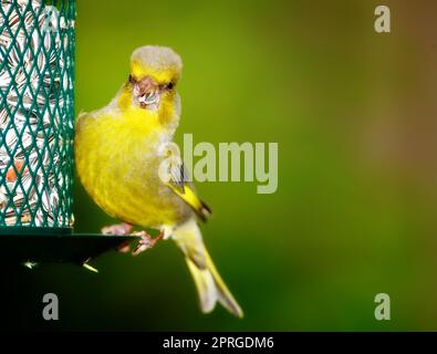 Carduelis chloris - greenfinch. Bellissimo uccello da giardino in Europa, incl. Danimarca Foto Stock