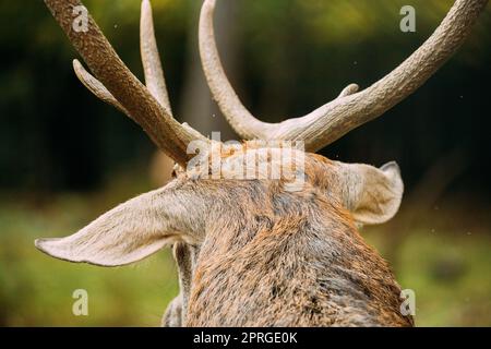 Primo piano di Antlers of Male European Red Deer o Cervus elaphus nella Foresta d'autunno. Bielorussia Foto Stock