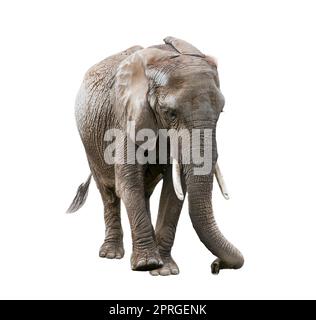 Elefante africano su sfondo bianco Foto Stock