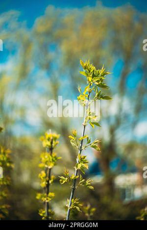 Foglie giovani di foglia verde di primavera che crescono in rami di albero di pianta di Bush di foresta. Giovane foglia alla luce del sole su Boke Bokeh Natural Blur. Foto Stock