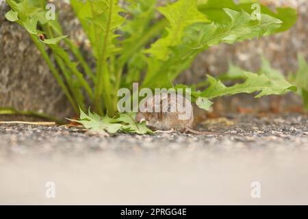 Carino grigio-marrone casa mouse - mus musculus - mangiare dente di leone Foto Stock