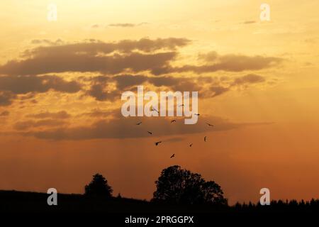 Gli uccelli rapaci volanti al tramonto nel cielo formano una forma di cuore Foto Stock