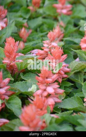 Fiori di colore rosso Salvia splendens calore piante amorevole. Pianta annuale di bellissimi fiori rosso scarlatto nel giardino aiuola Foto Stock