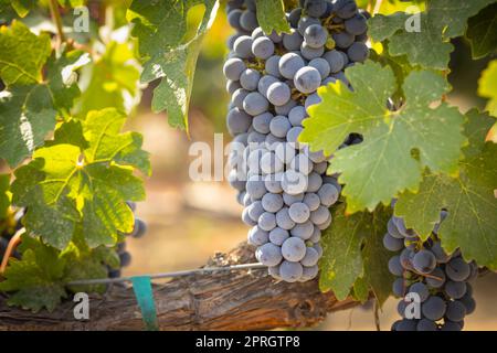 Splendidi e lussureggianti cespugli d'uva nel vigneto Foto Stock