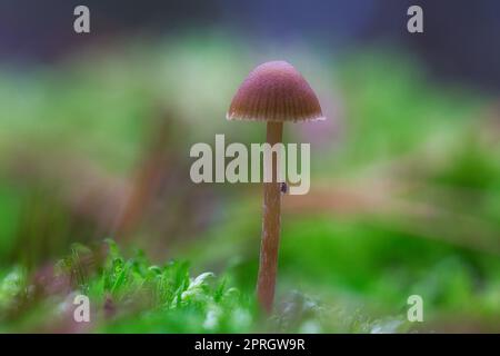 un piccolo fungo filigrana sul pavimento della foresta in luce soffusa. Macro scattata dalla natura Foto Stock