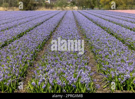 Campi di giacimenti di giacimenti in fiore vicino a Lisse nei Paesi Bassi Foto Stock