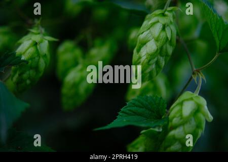 Coni di luppolo verde nella piantagione ai raggi del sole, con profondità di campo bassa. Ingrediente per la birreria. Sfondo dell'Oktoberfest. Spazio per la copia. Foto Stock