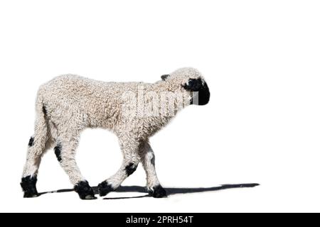 agnello bianco e nero isolato, esposto alla modifica. Animale di fattoria dalla fattoria. Piccolo mammifero con lana. Animale bambino dalla natura Foto Stock